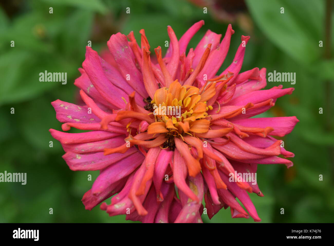 Deep Orange Flowers High Resolution Stock Photography and Images - Alamy