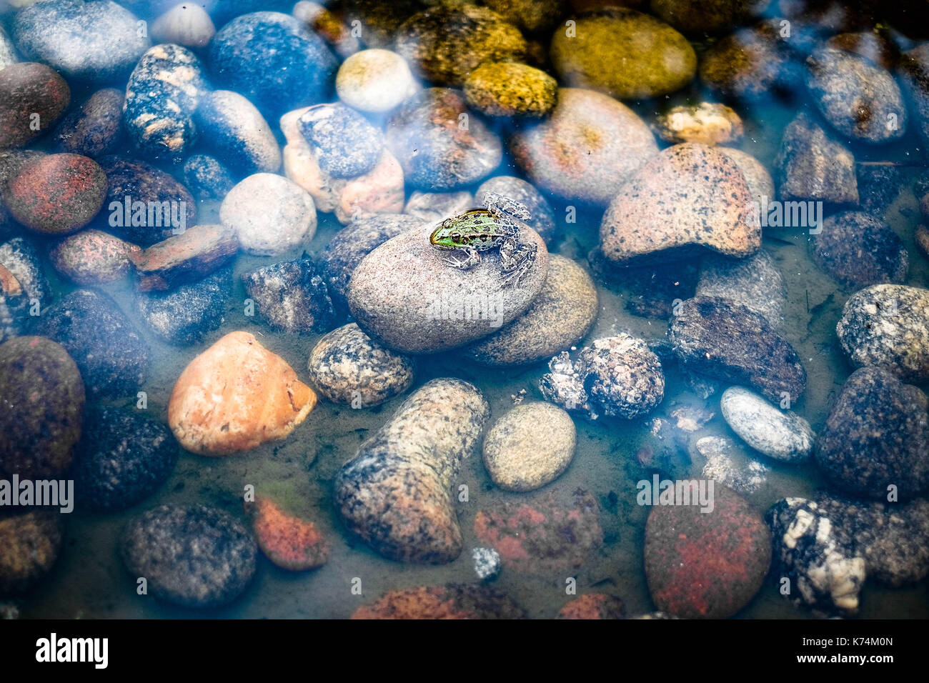 Frog on a clear water lake, at the top of pebble. Stock Photo
