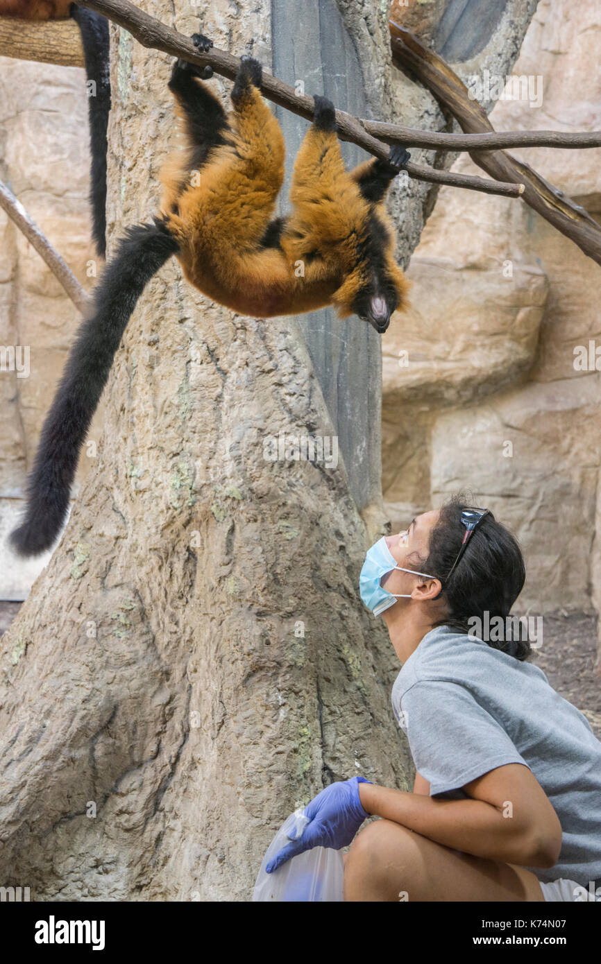 Curious red fuffed lemurs interact with a human zoo keeper in the small mammal exhibit at the National Zoo in Washington, DC. Stock Photo