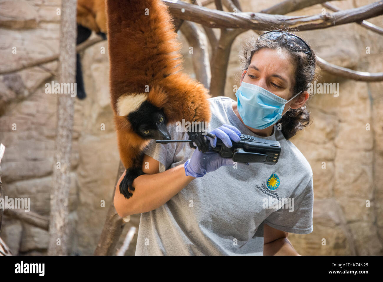 Curious red fuffed lemurs interact with a human zoo keeper in the small mammal exhibit at the National Zoo in Washington, DC. Stock Photo