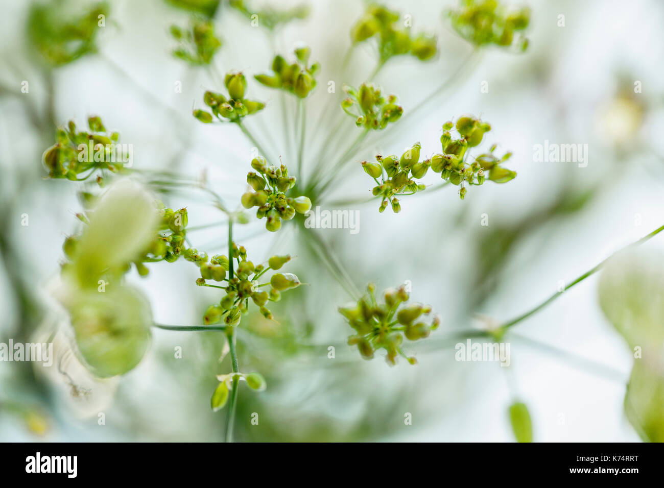 Fragile Umbel Flowers on the Meadow in Summer Stock Photo