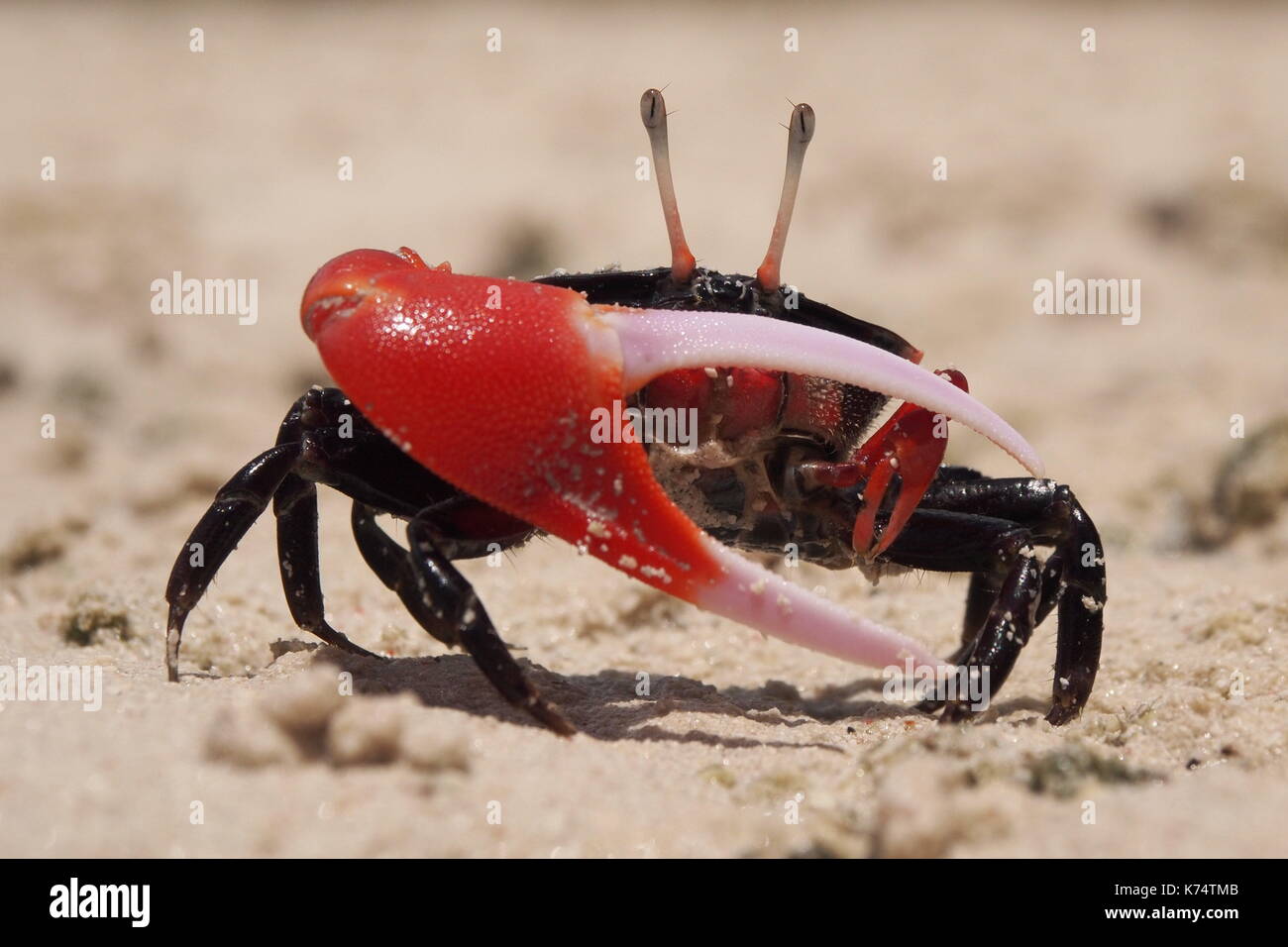 Red fiddler crab close up Stock Photo Alamy