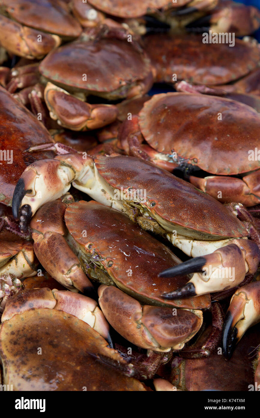 Brown crabs on a fishmonger's stall Stock Photo