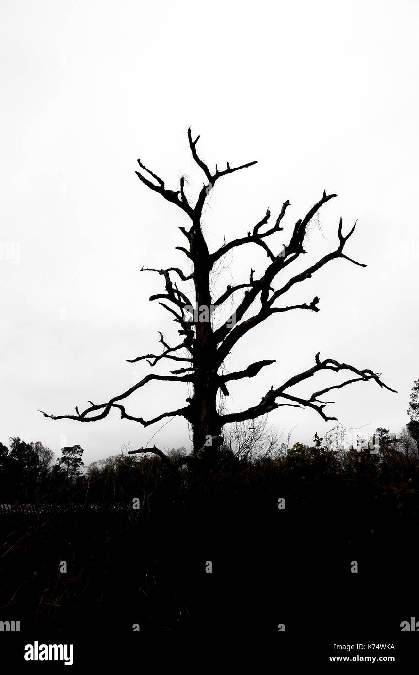 Finality hires stock photography and images Alamy