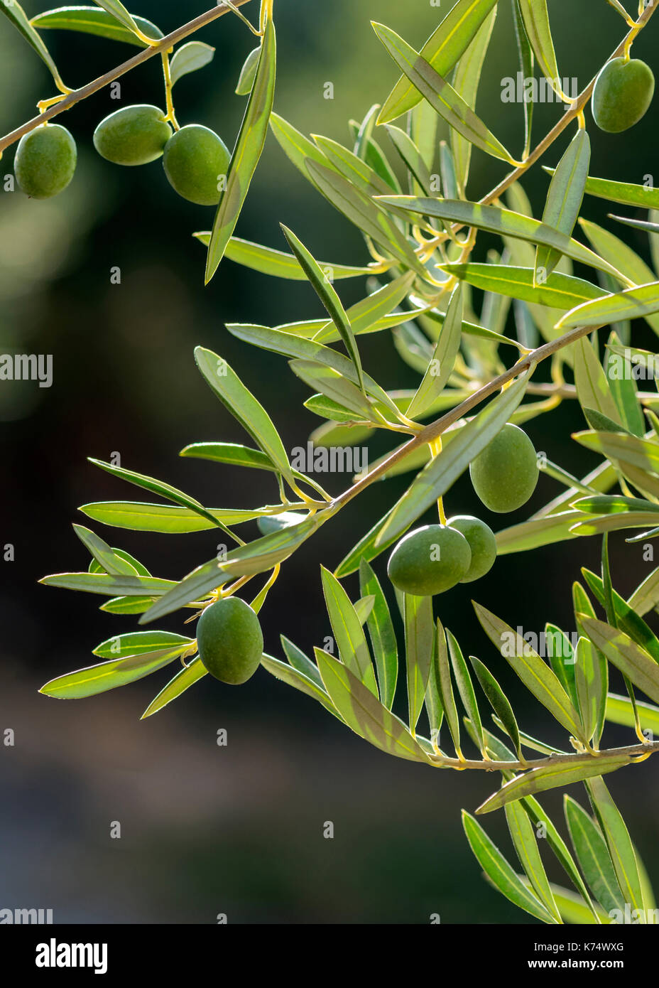 Front focus on young green Mediterranean olive in a Spanish grove with a defocused atmospheric background for use of copy space Stock Photo