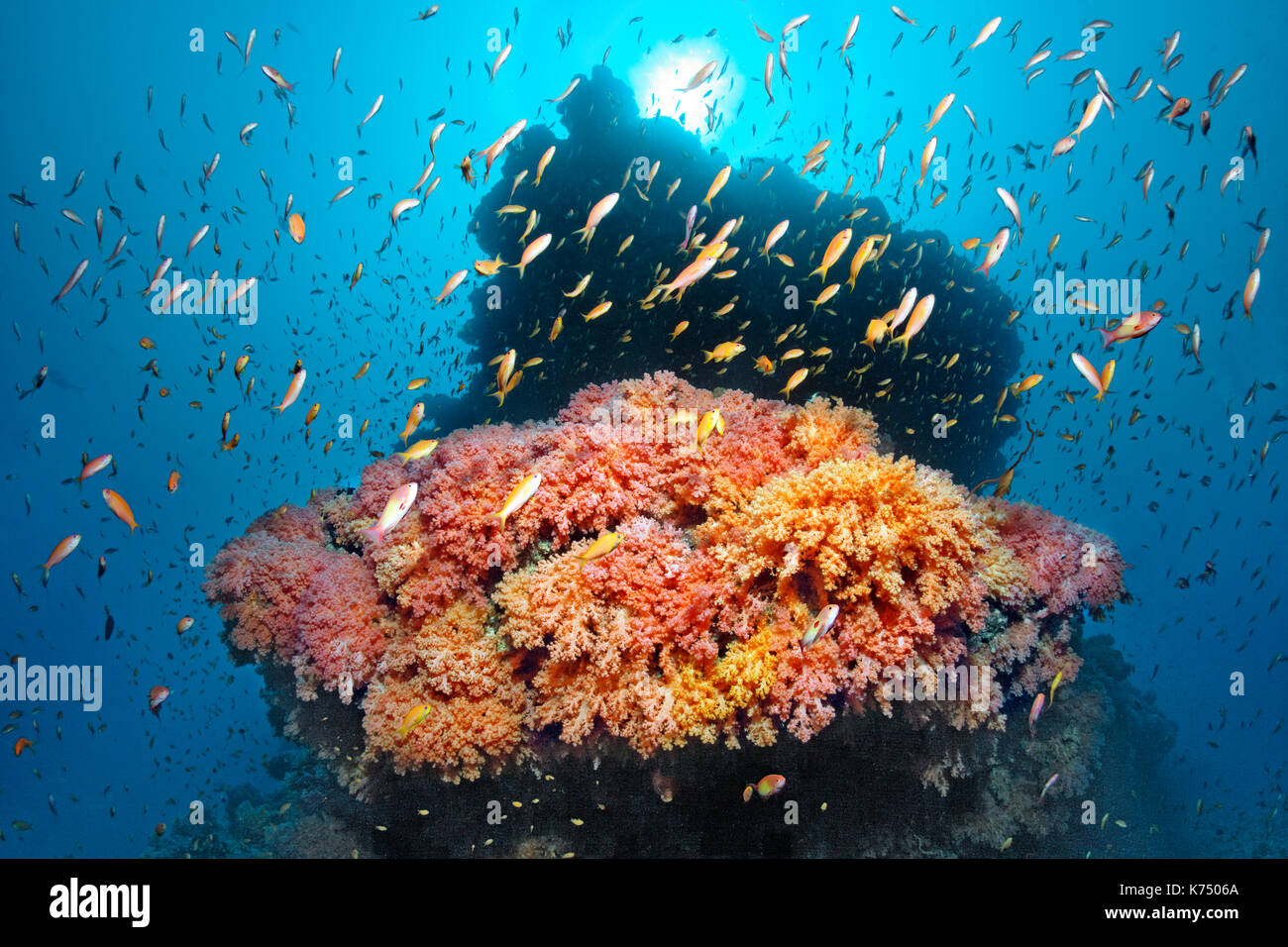 Coral reef, coral block, various red soft corals (Dendronephthya sp.) and swarm of Anthia (Pseudanthias sp.) Stock Photo