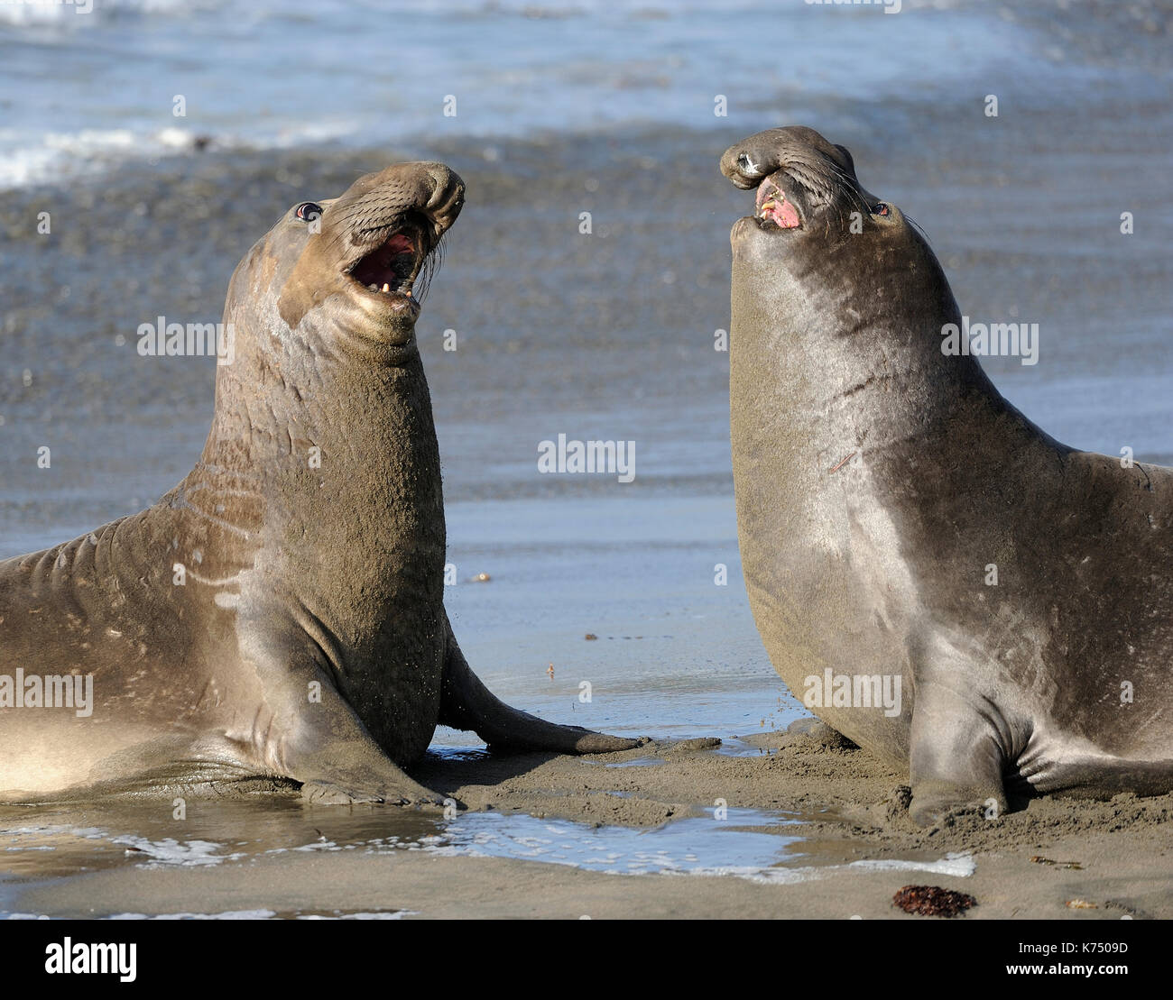 Northern Elephant Seal (Mirounga angustirostris), two young bulls ...