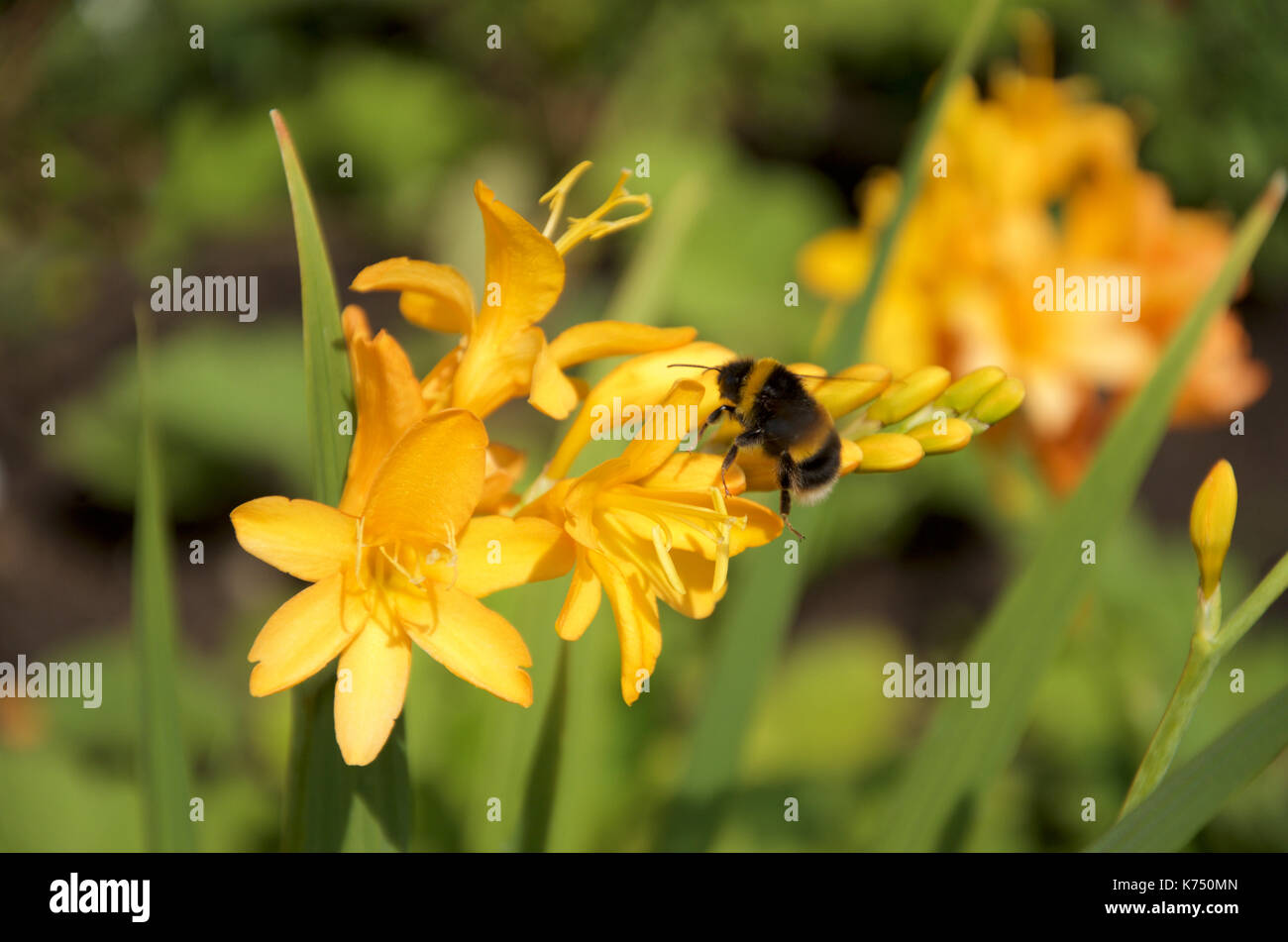 Bumble bee on Yellow Crcosmia x crocosmiiflora 'George Davison' Stock Photo