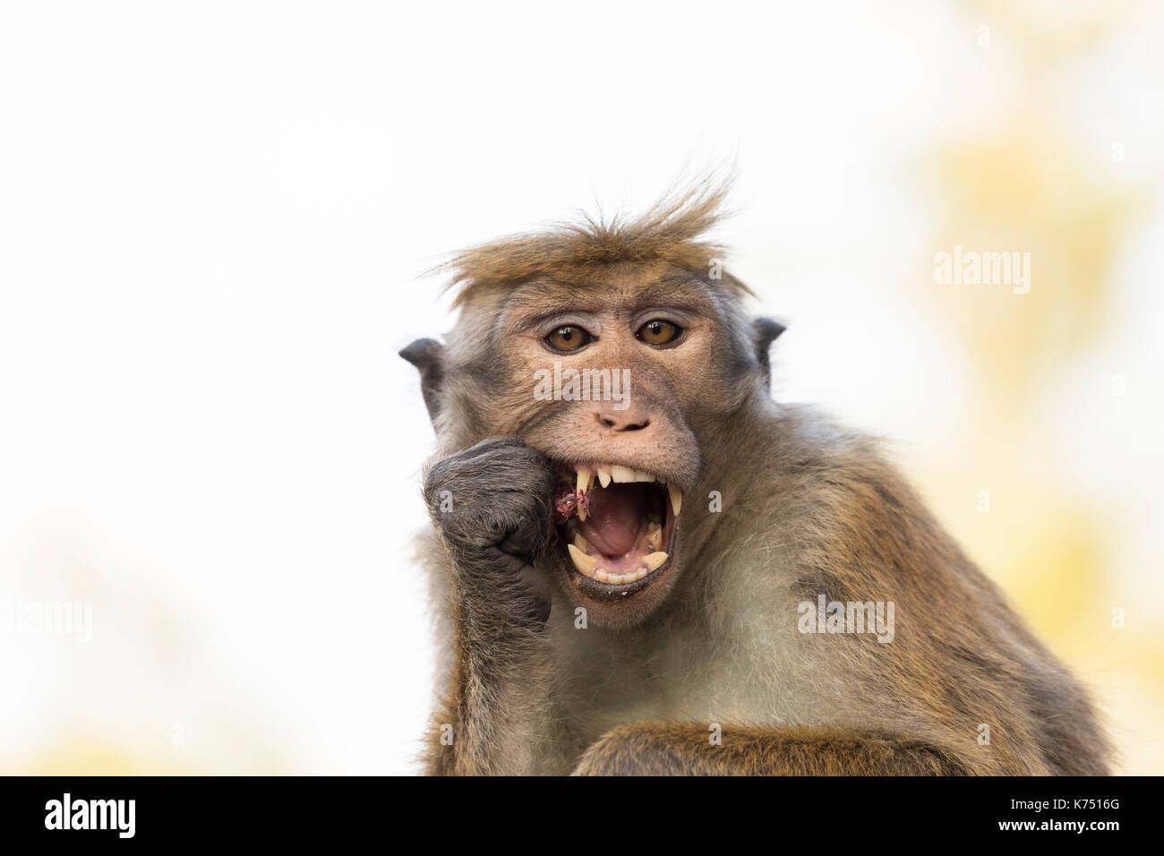 Macaque Monkey eats a nut, Kandy, Sri Lanka Stock Photo