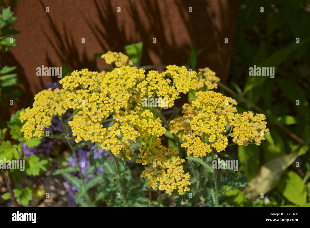 Achillea millefolium Moonshine against Corten Steel Stock Photo