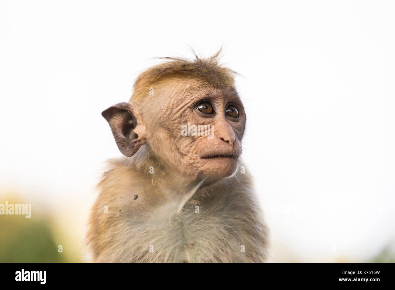 Young, ugly looking Macaque Monkey, Kandy, Sri Lanka Stock Photo - Alamy