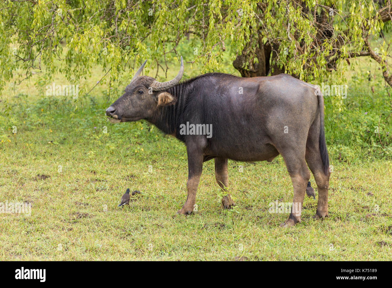 Asian water buffalo in Yala Nationalpark, Sri Lanka Stock Photo