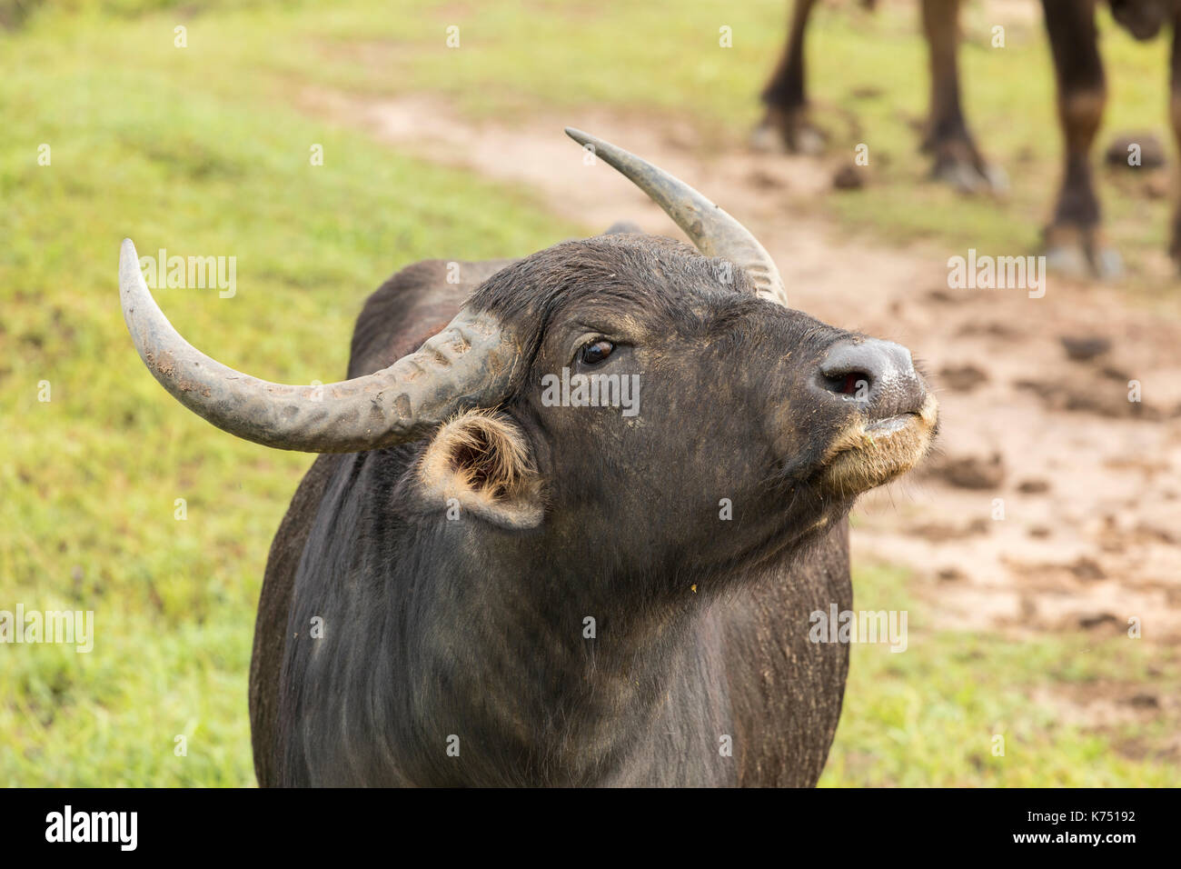 Asian water buffalo in Yala Nationalpark, Sri Lanka Stock Photo