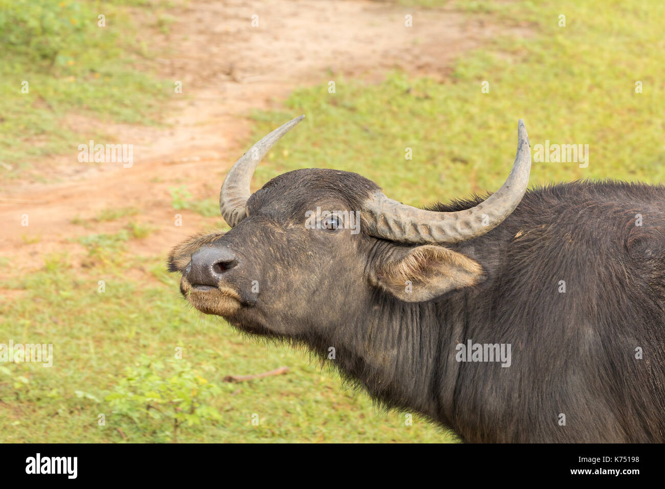 Asian water buffalo in Yala Nationalpark, Sri Lanka Stock Photo