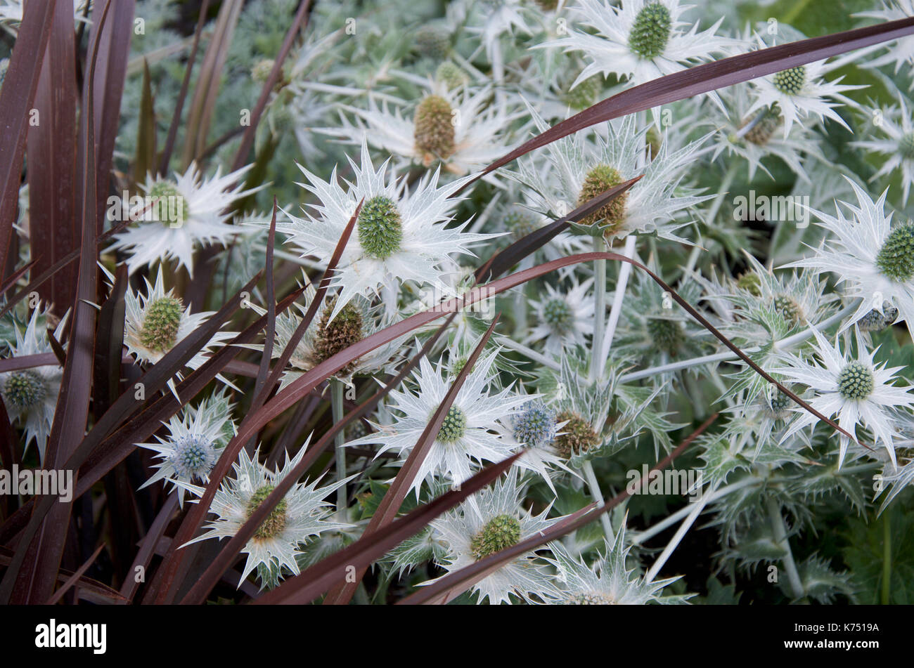 Eryngium giganteum Silver Ghost planted with New Zealand Flax or Phormium Stock Photo
