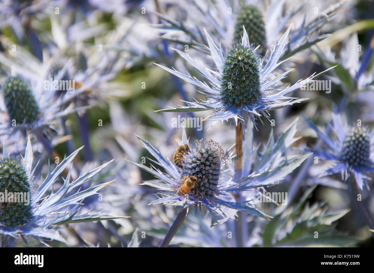 Bees on Eryngium bourgatti 'Picos Amethyst' Stock Photo