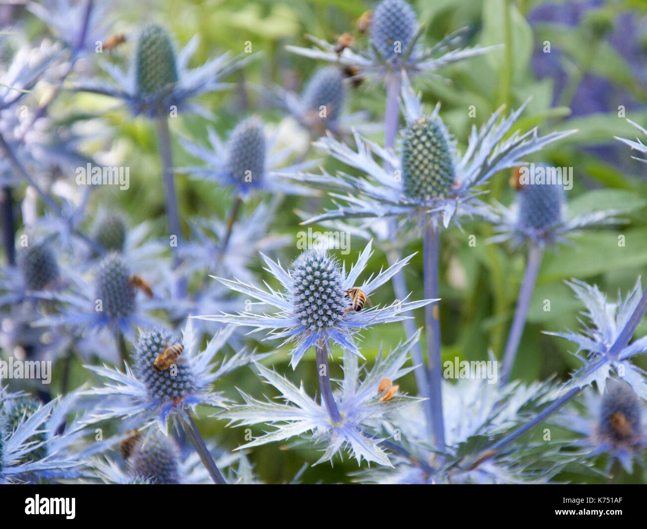 Bees on Eryngium bourgatti 'Picos Amethyst' Stock Photo