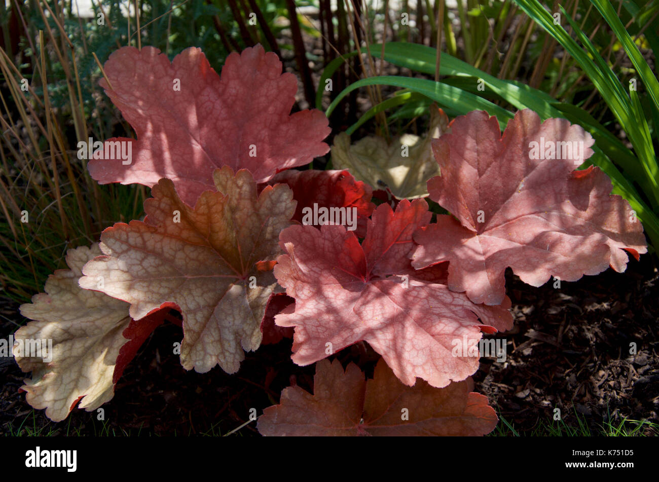 Heuchera 'Rio' Stock Photo
