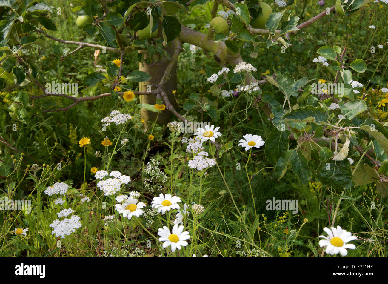 Meadow with wild flowers around the base of an apple tree Stock Photo