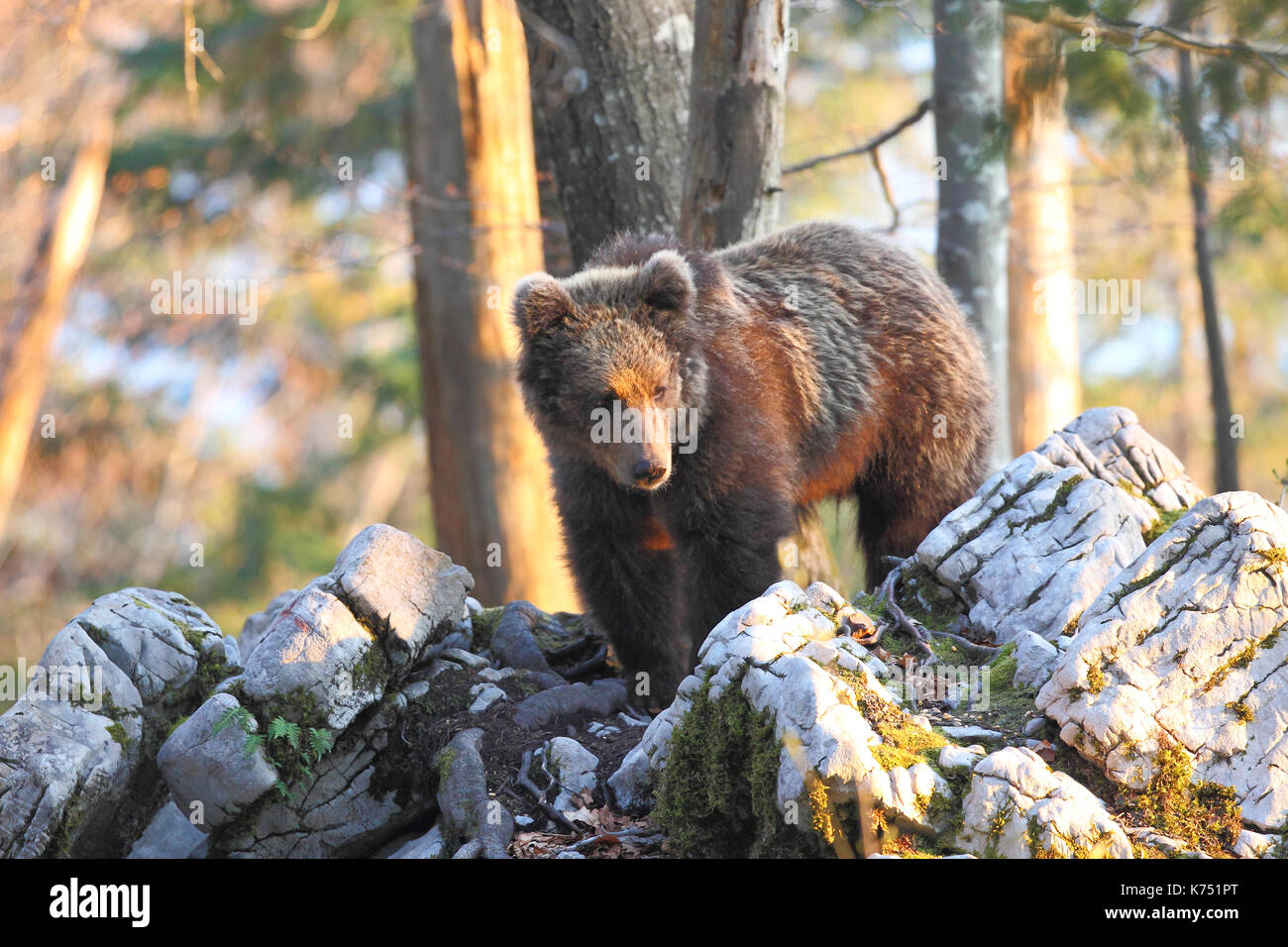 brown bear into the forest Stock Photo - Alamy