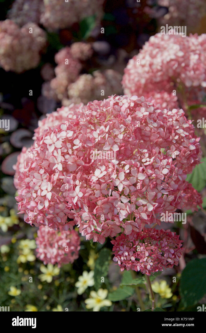 Hydrangea arborescens Pink Annabelle Stock Photo