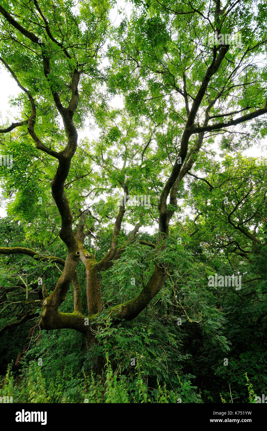 Mature woodlands hires stock photography and images Alamy