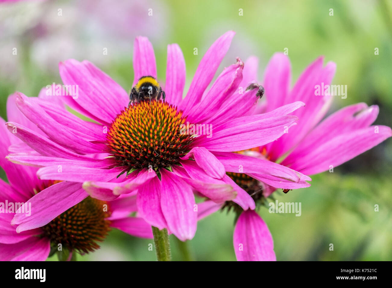 Bee pollinating Pink Daisy Osteospermum Jucundum at University of Nottingham Stock Photo