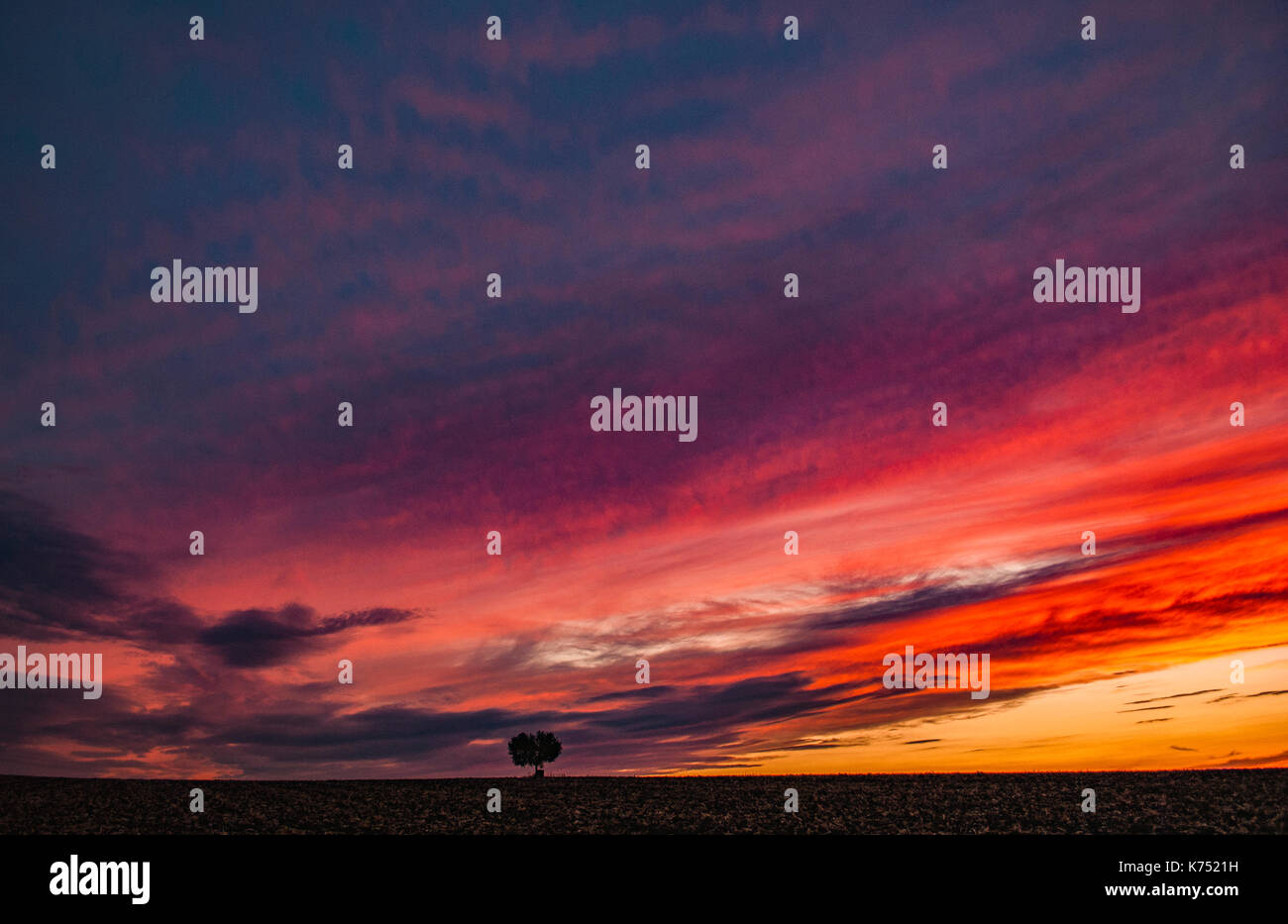 Stand alone tree hi-res stock photography and images - Alamy