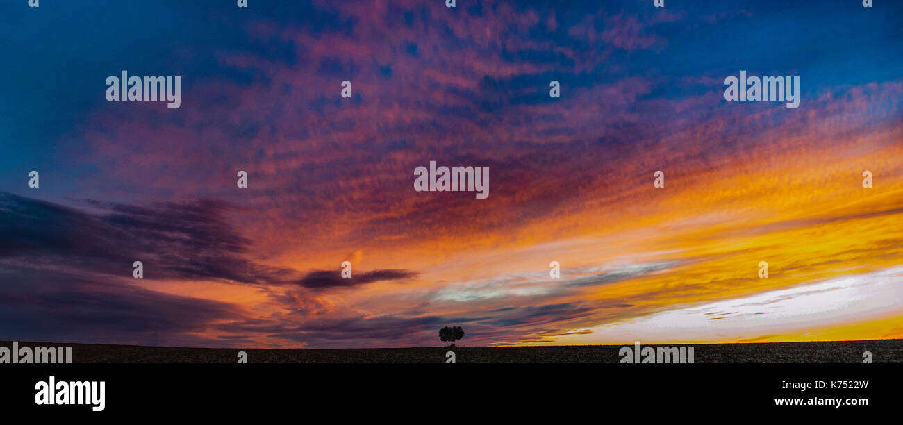 Stand alone tree on a sunset Stock Photo - Alamy
