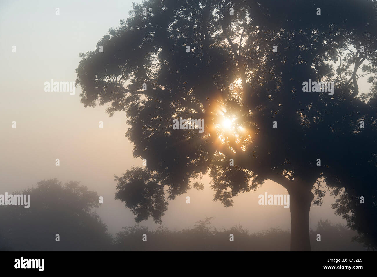 Foggy misty morning sunrise tree silhouette in the Oxfordshire countryside. UK Stock Photo