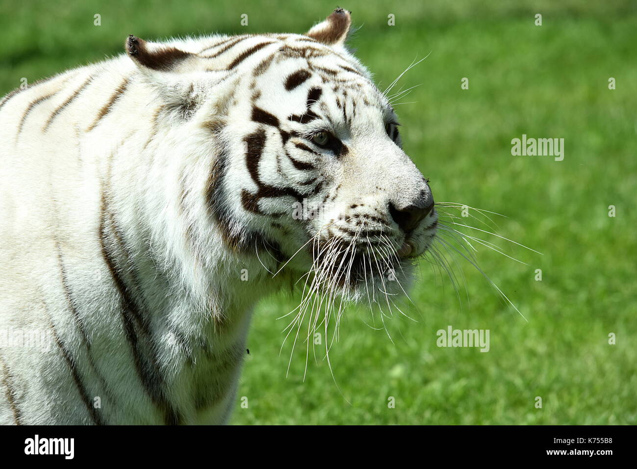 White Tiger Stock Photo