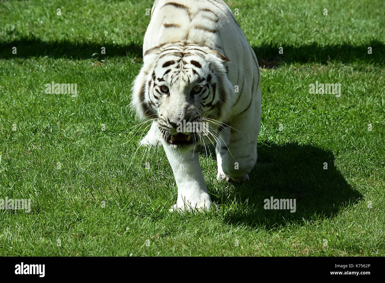 Whitetiger hires stock photography and images Alamy
