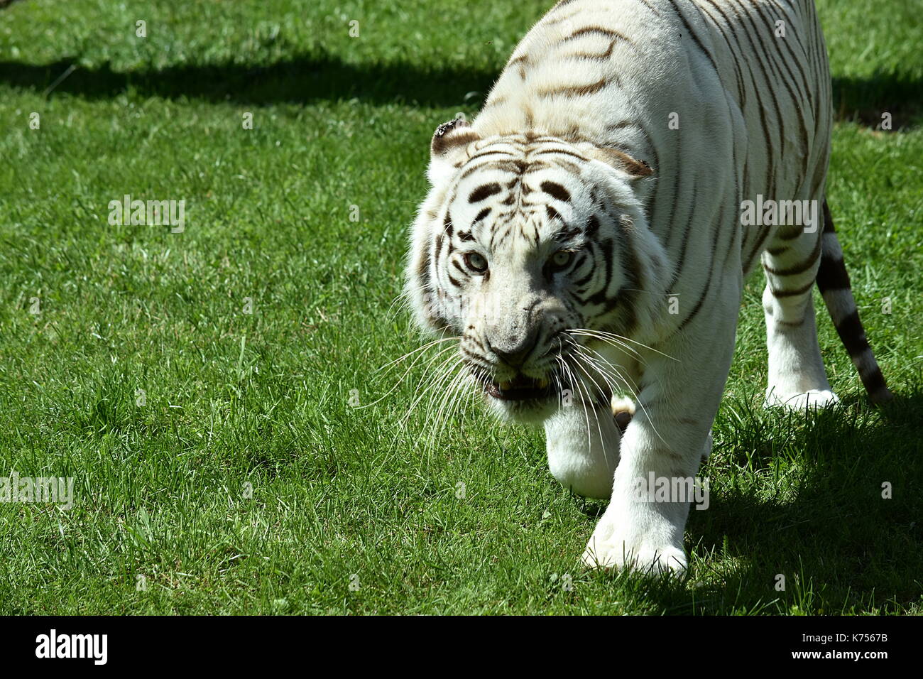 Hefty beast hi-res stock photography and images - Alamy