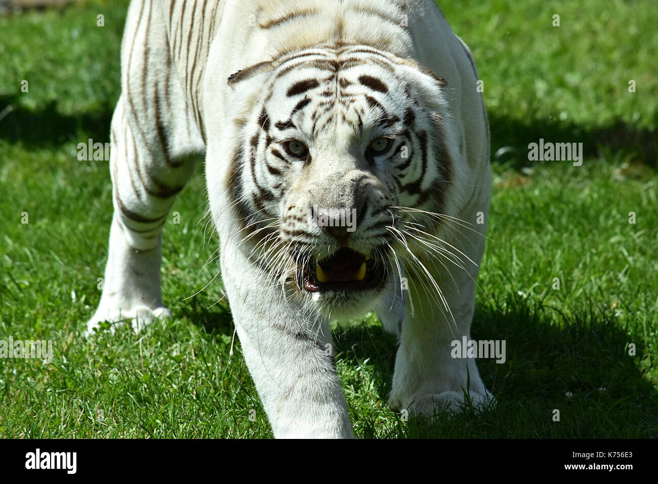 Whitetiger hires stock photography and images Alamy