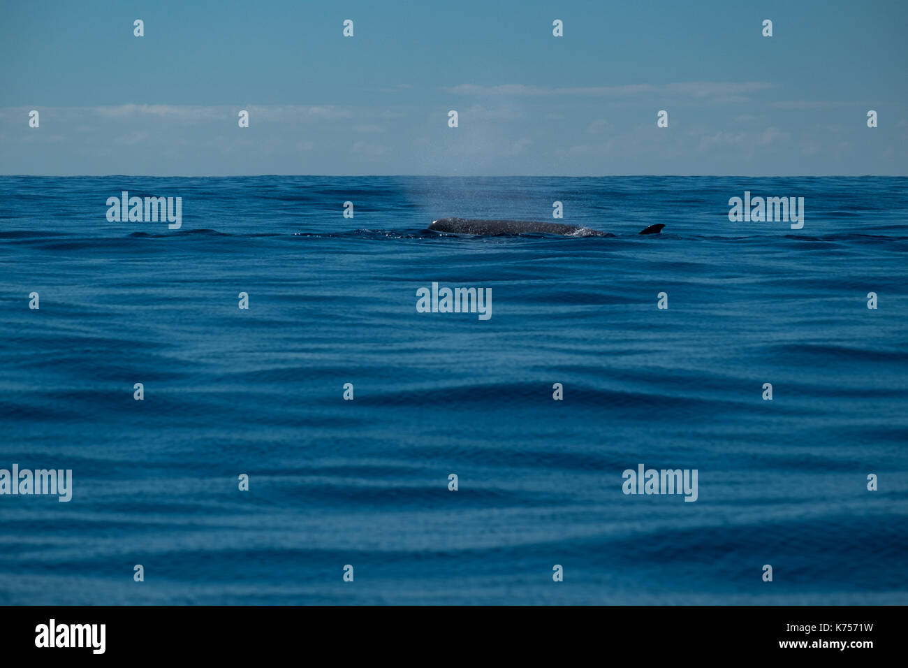 a northern bottlenose whale (Hyperoodon ampullatus) surfacing close to
