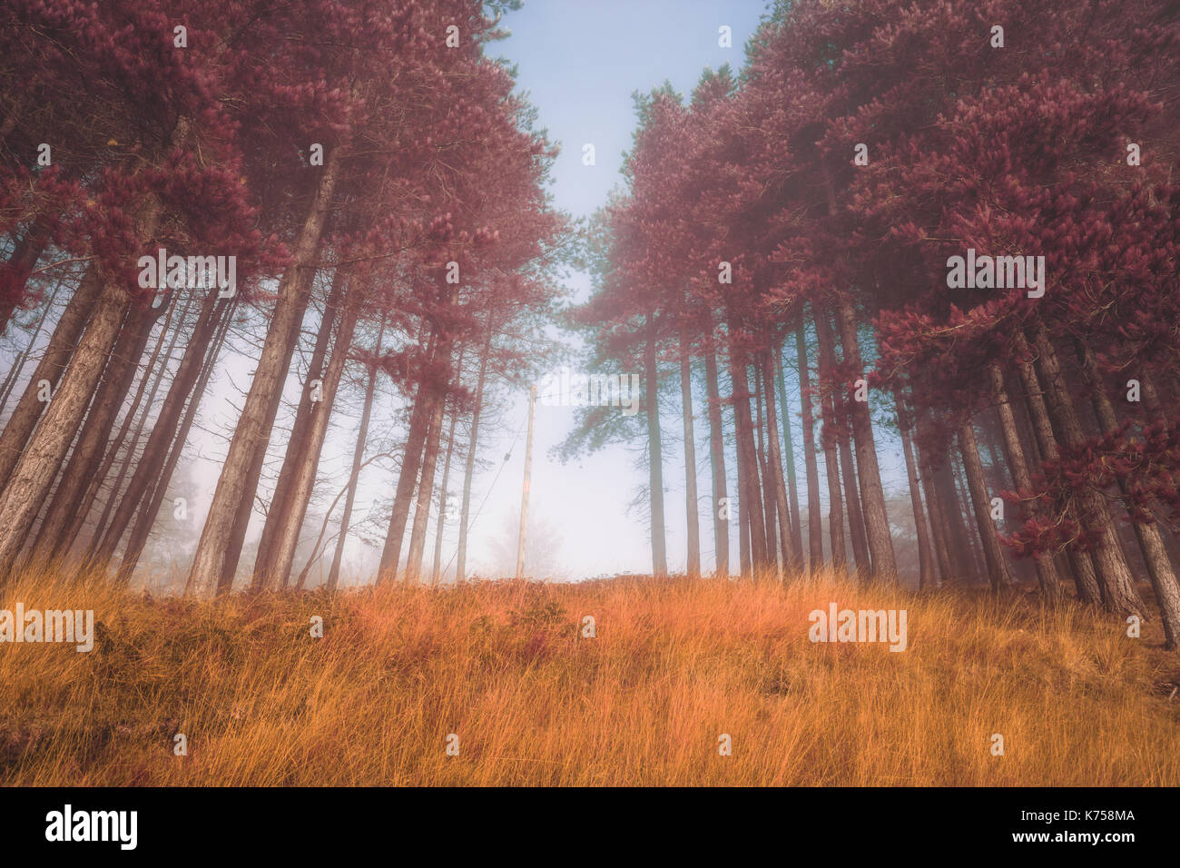 Autumn landscape and foggy morning in the forest Stock Photo - Alamy