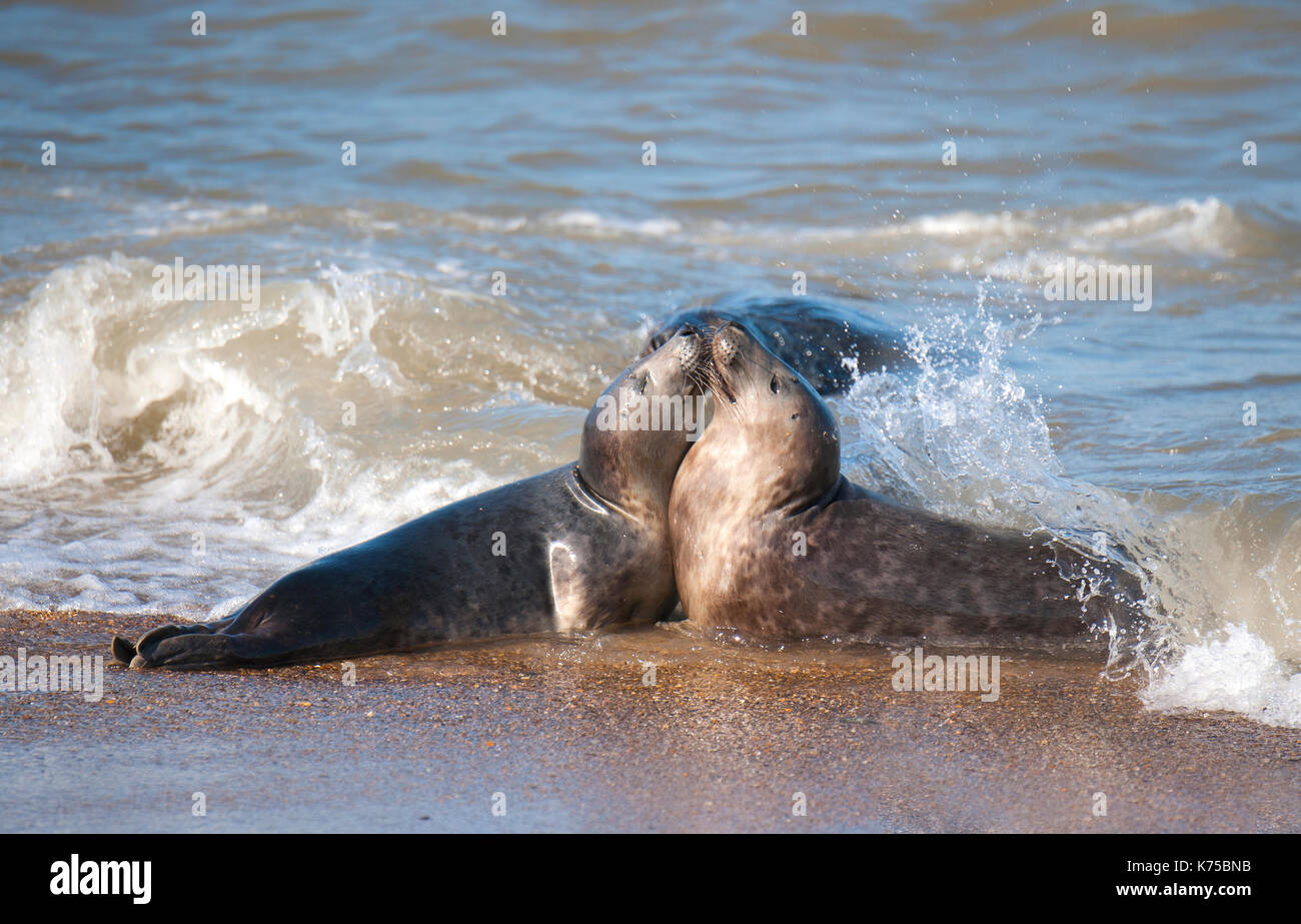 Atlantic Grey Seal Stock Photo - Alamy