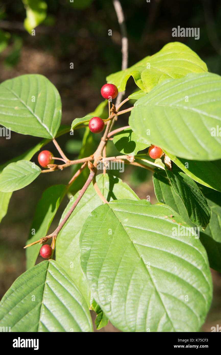 Closeup of a winterberry plant, Stock Photo