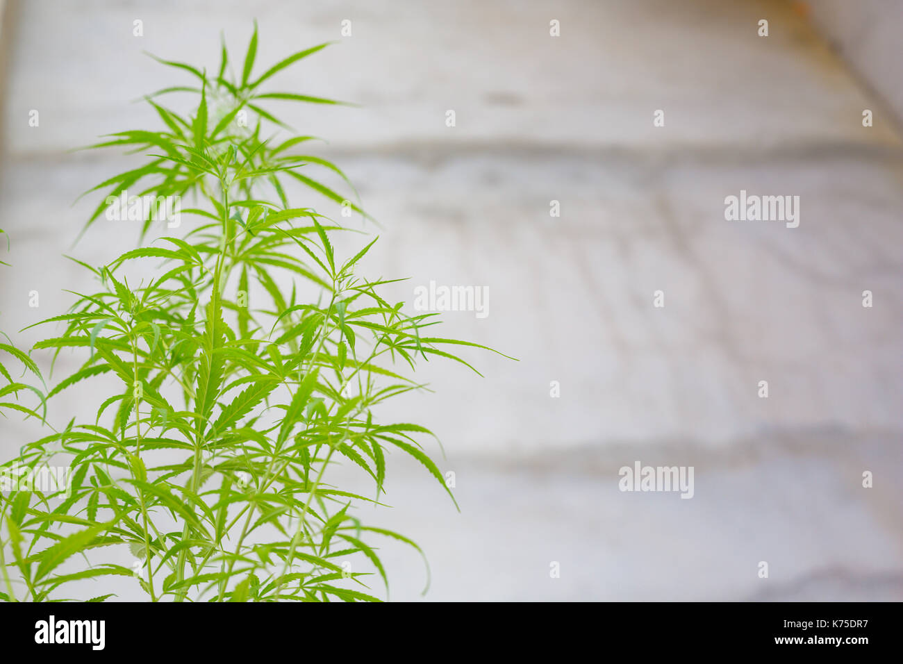https://c8.alamy.com/comp/K75DR7/marijuana-bud-on-canopy-of-indoor-cannabis-plants-with-flat-vintage-K75DR7.jpg