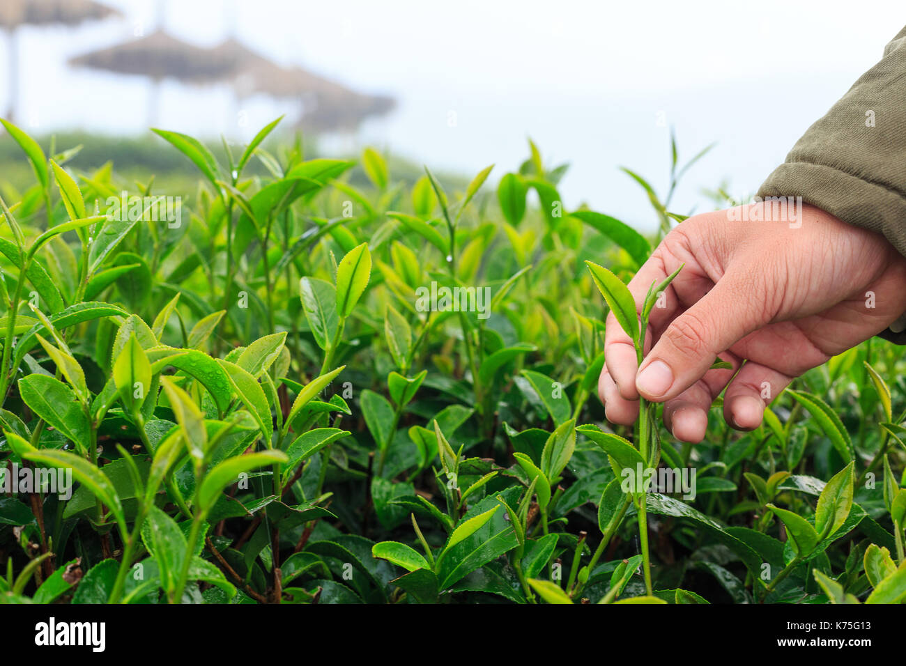 Women collecting tea leaves Stock Photo - Alamy