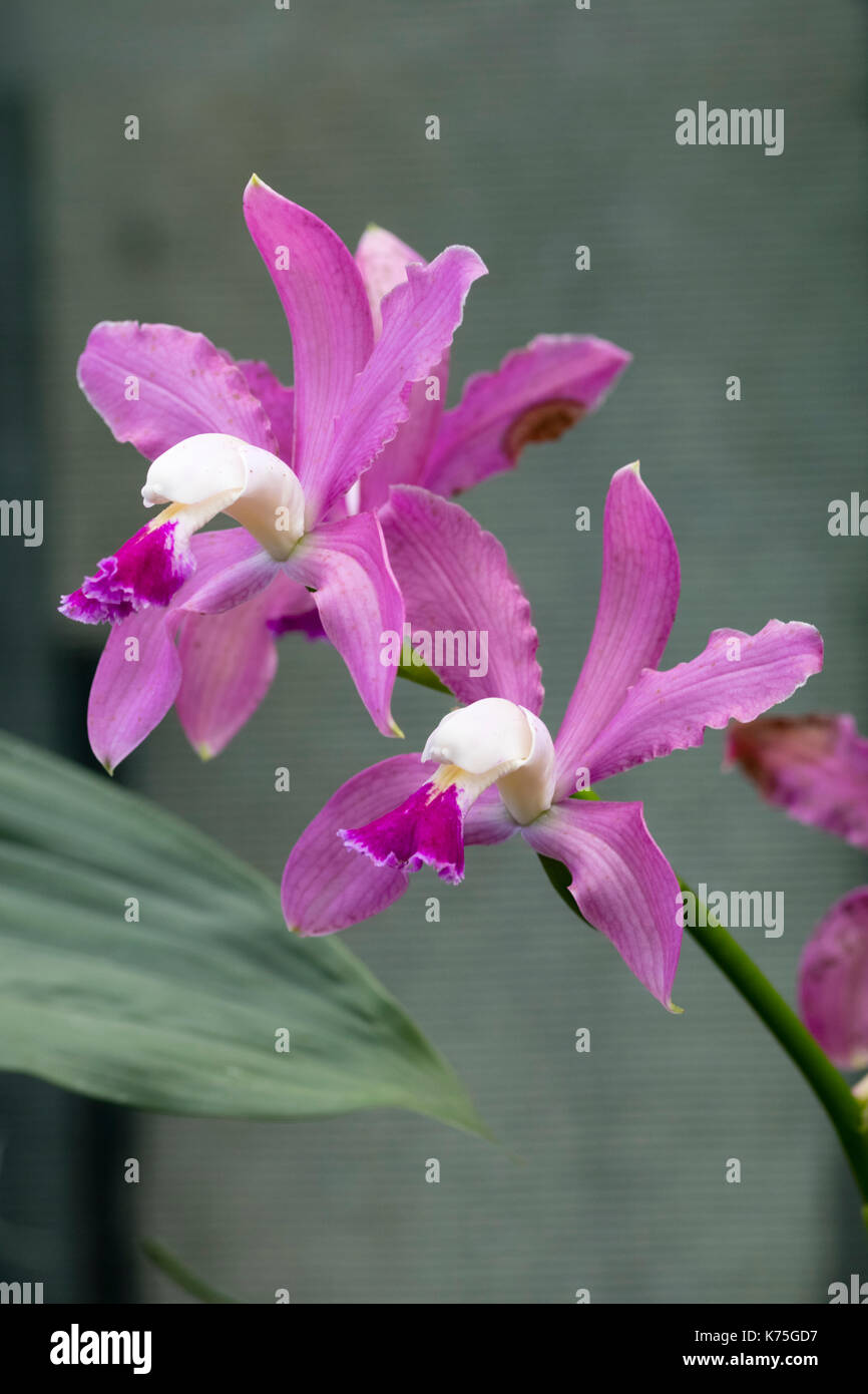 Pink Flowers in the spike of the warm orchid house specimen, Cattleya x brasiliensis Stock Photo