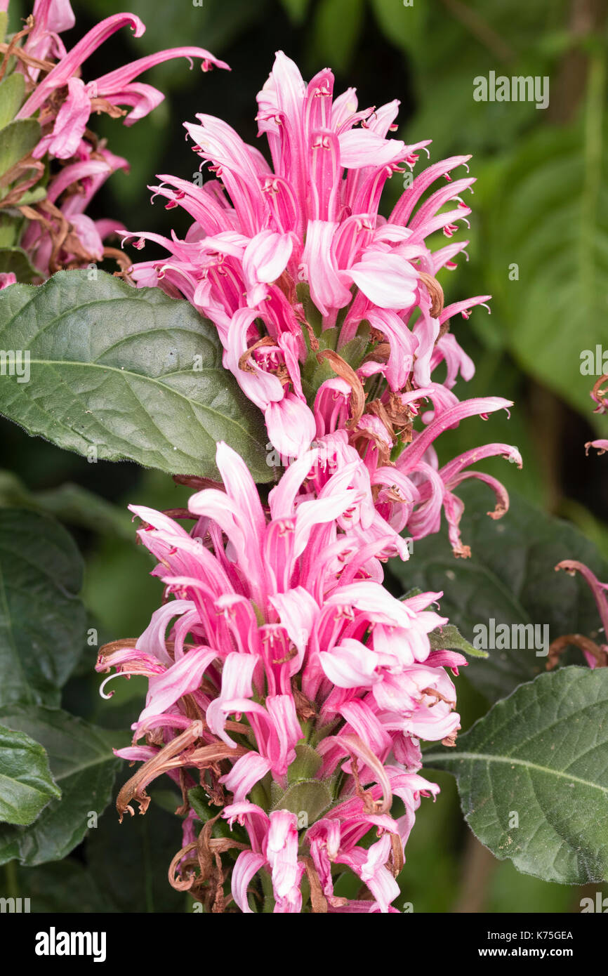 Early autumn pink flowers of the Brazilian plume flower, Justicia carnea, a conservatory or greenhouse plant in the UK Stock Photo