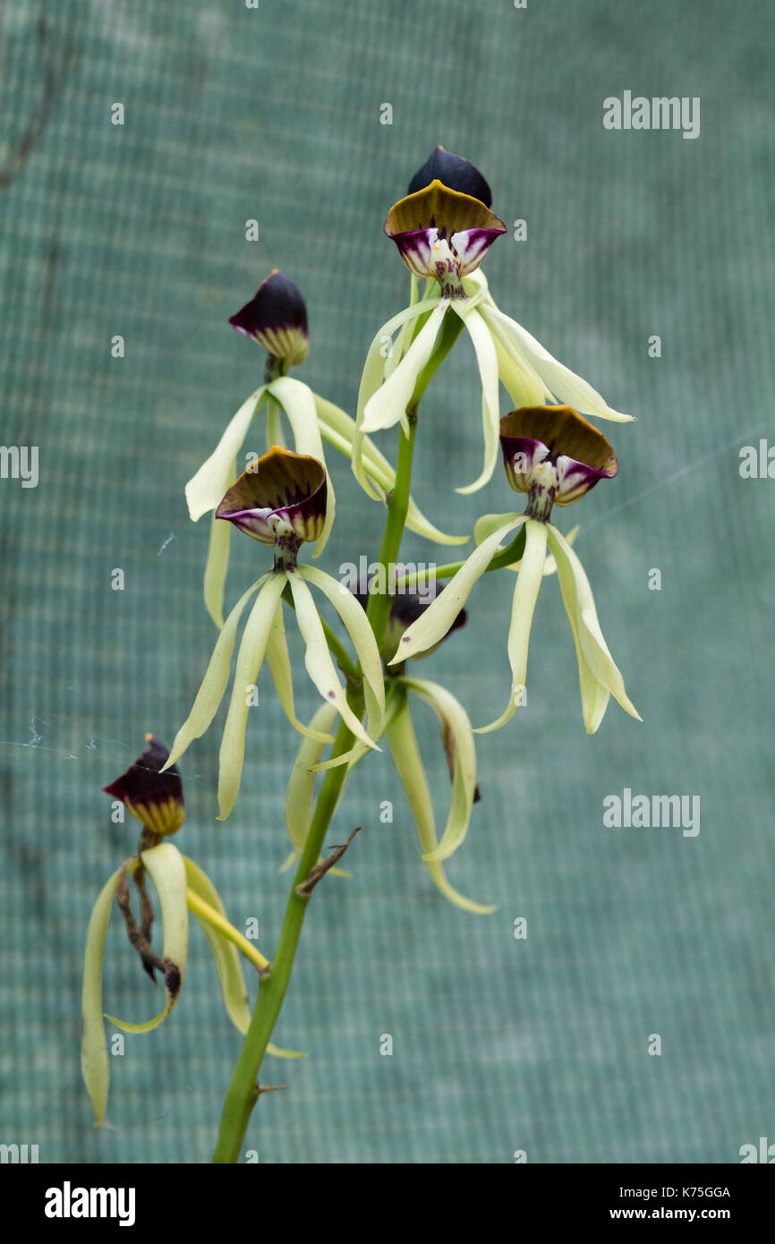 Flower spike and flowers of the intermediate to warm growing orchid hybrid, Prosthechea 'Green Hornet' Stock Photo