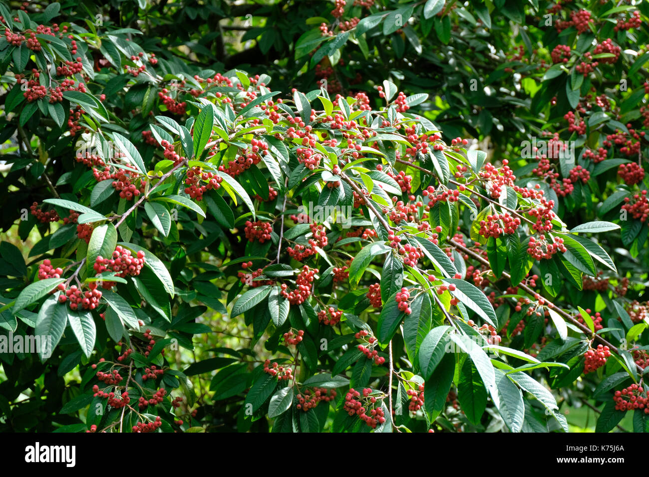 Red berries Cotoneaster shrubs in early autumn in the UK Stock Photo