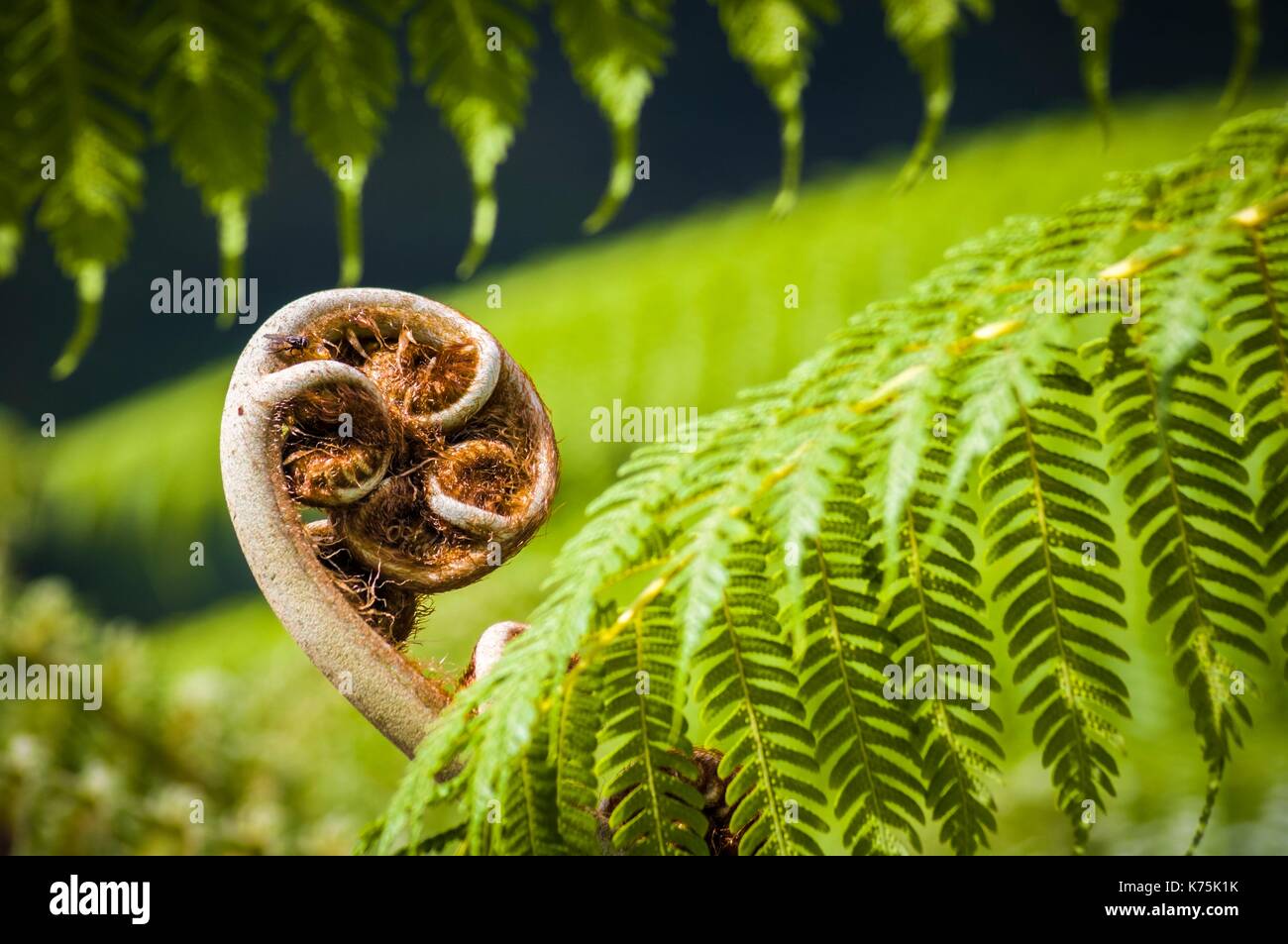 France, Reunion Island, National Park, listed as World Heritage by UNESCO, Salazie's natural circus, tree fern crosier Stock Photo