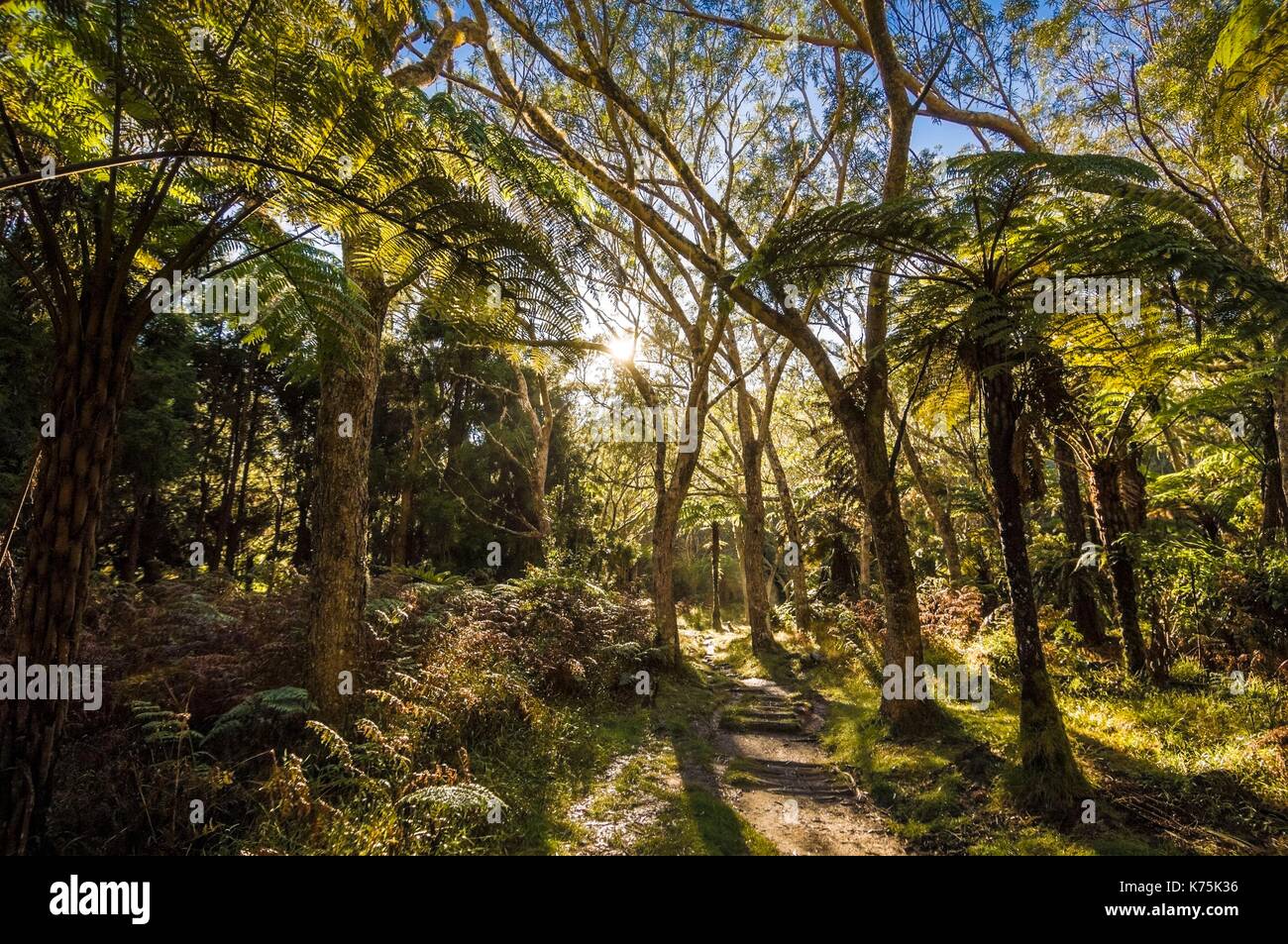 France, Reunion Island, National Park, listed as World Heritage by UNESCO, Salazie's natura circus, tree ferns on the Trou de Fer trail in the Tamarind forest of BŽlouve Stock Photo