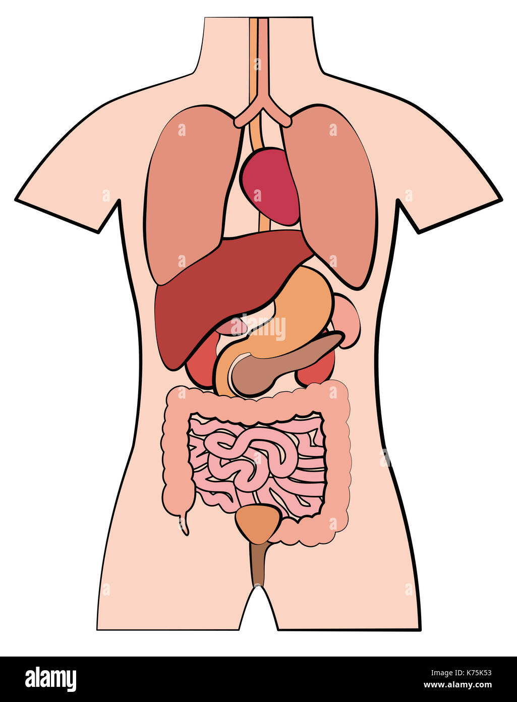 Human anatomy, internal organs - schematic outline comic style illustration on white background. Stock Photo