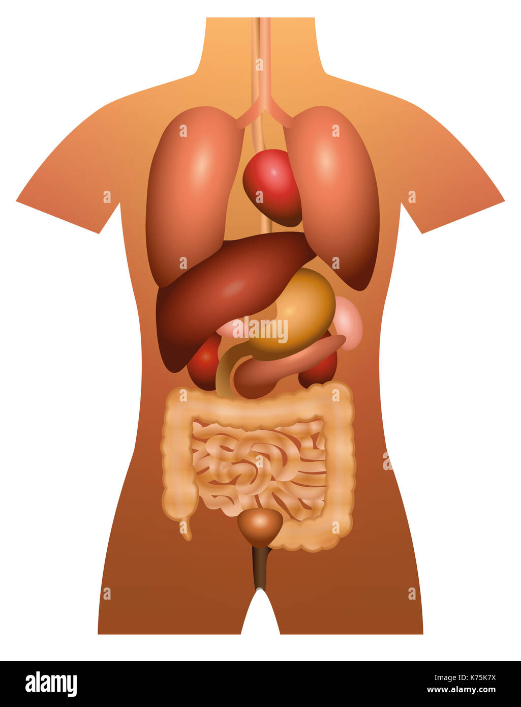 Inner organs - human anatomy - 3d illustration on white background. Stock Photo