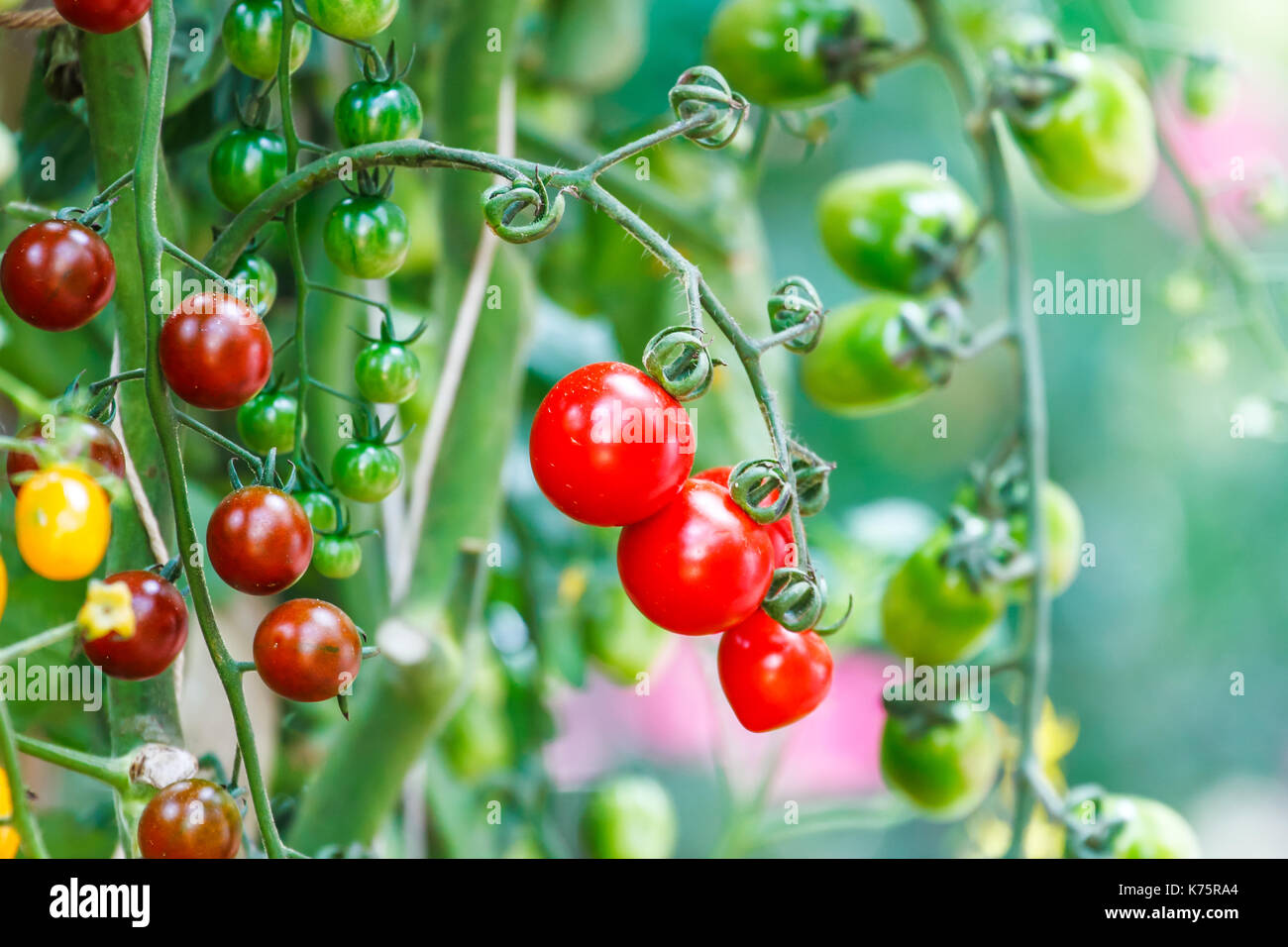 Sweet tomato on the tree Stock Photo