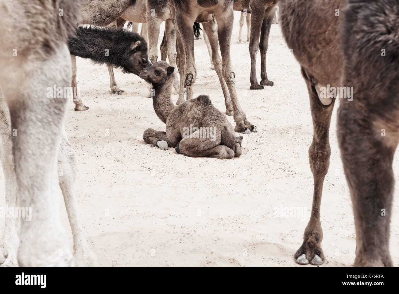 A camel (dromedary) baby lays on the ground, surrounded by camels. Stock Photo